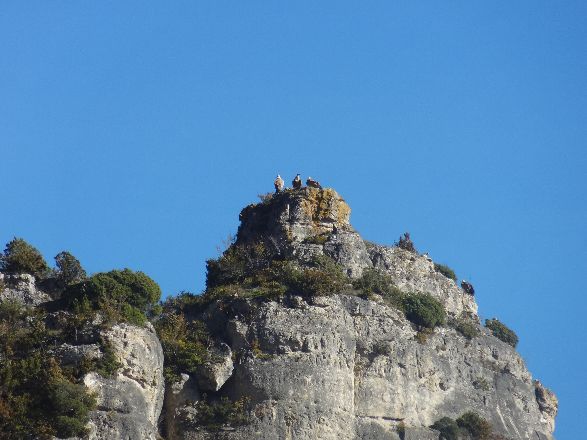 les copains du boffi