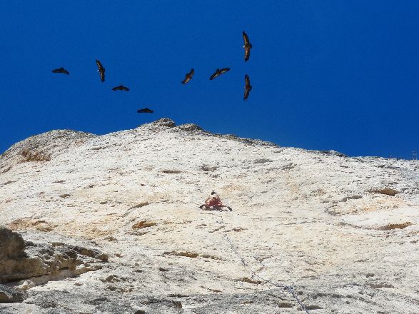 Damned! Jaco lui ne volera pas!